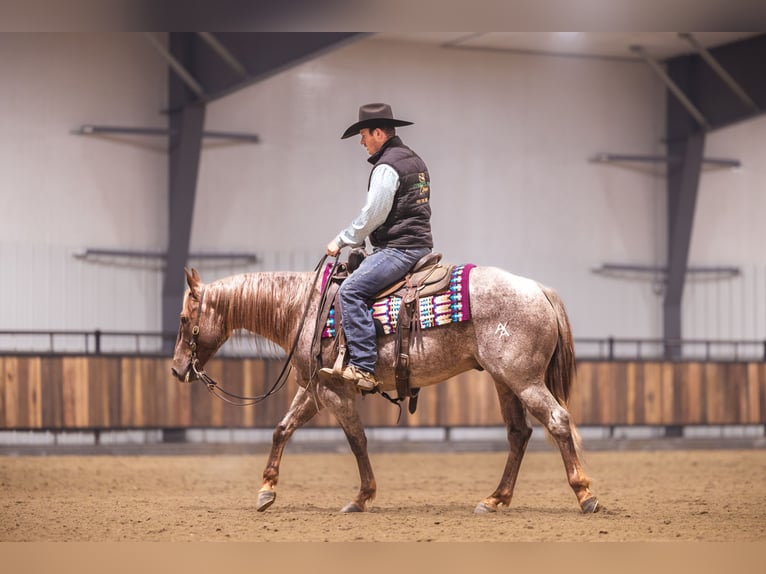 American Quarter Horse Wallach 10 Jahre 152 cm Dunkelfuchs in Canistota