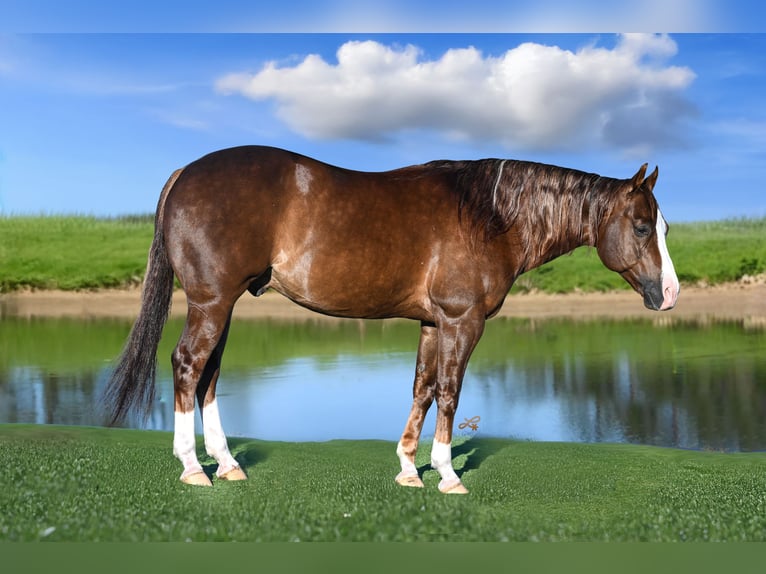 American Quarter Horse Wallach 10 Jahre 152 cm Dunkelfuchs in Canistota