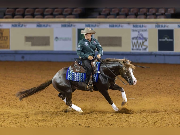 American Quarter Horse Wallach 10 Jahre 152 cm Dunkelfuchs in Canistota