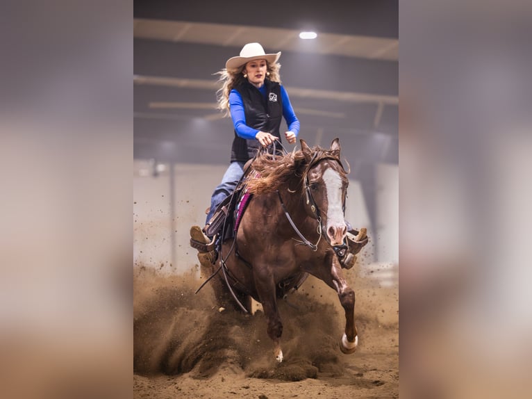 American Quarter Horse Wallach 10 Jahre 152 cm Dunkelfuchs in Canistota