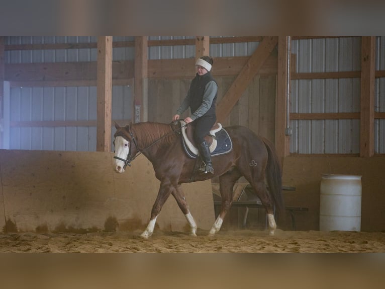 American Quarter Horse Wallach 10 Jahre 152 cm Dunkelfuchs in Fredericksburg, OH