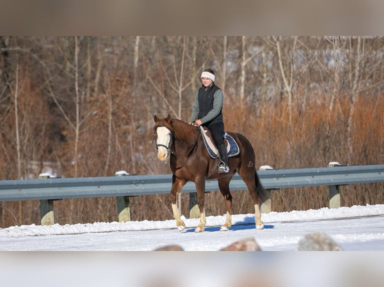 American Quarter Horse Wallach 10 Jahre 152 cm Dunkelfuchs in Fredericksburg, OH