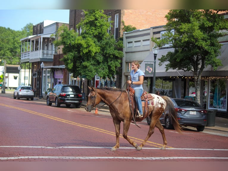 American Quarter Horse Wallach 10 Jahre 152 cm Dunkelfuchs in Rusk TX