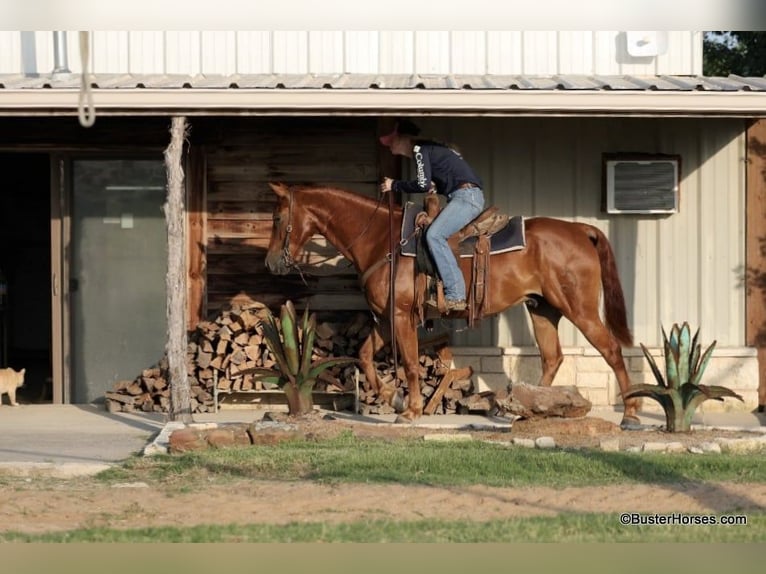 American Quarter Horse Wallach 10 Jahre 152 cm Dunkelfuchs in Weatherford TX