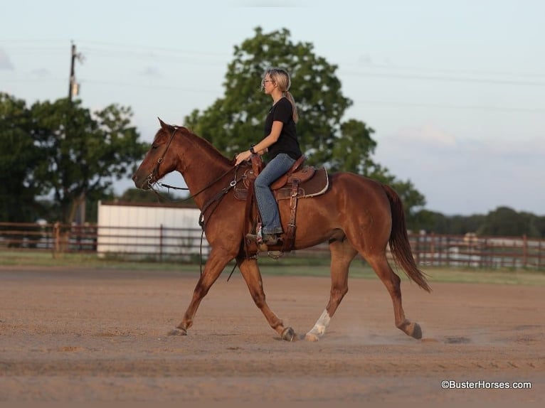 American Quarter Horse Wallach 10 Jahre 152 cm Dunkelfuchs in Weatherford TX