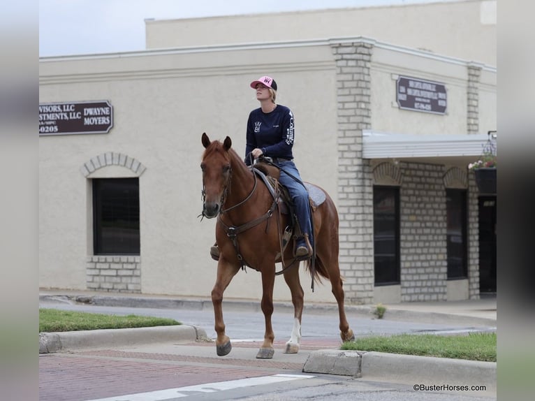 American Quarter Horse Wallach 10 Jahre 152 cm Dunkelfuchs in Weatherford TX