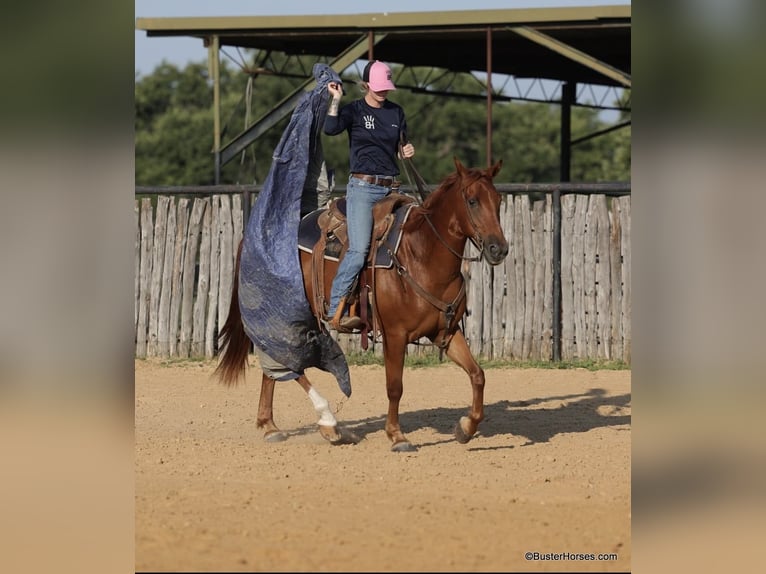 American Quarter Horse Wallach 10 Jahre 152 cm Dunkelfuchs in Weatherford TX