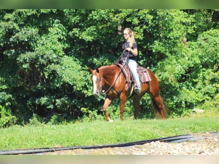 American Quarter Horse Wallach 10 Jahre 152 cm Dunkelfuchs in Wooster OH