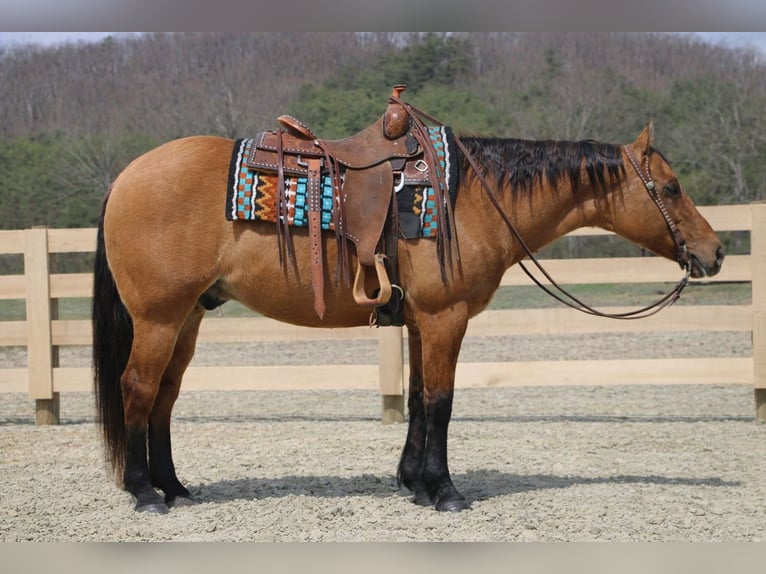 American Quarter Horse Wallach 10 Jahre 152 cm Falbe in North Bloomfield