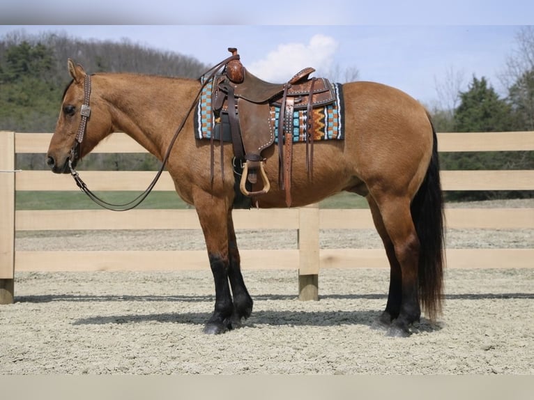 American Quarter Horse Wallach 10 Jahre 152 cm Falbe in North Bloomfield