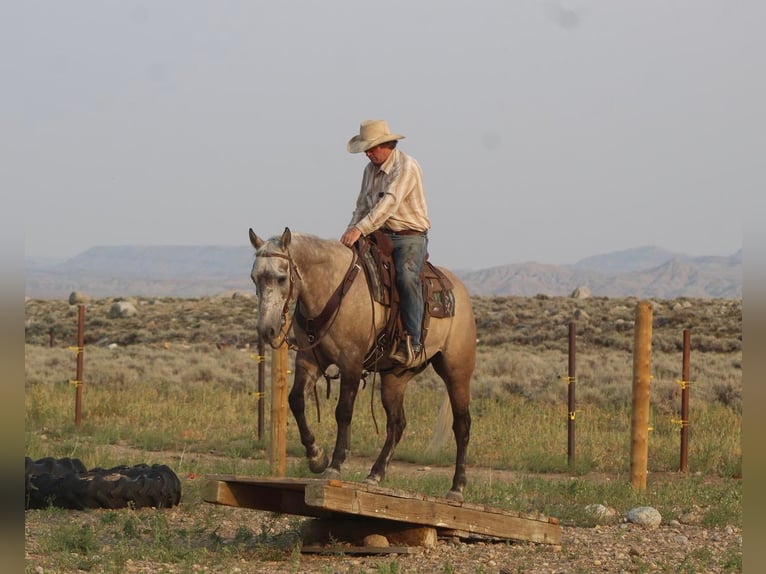 American Quarter Horse Wallach 10 Jahre 152 cm Falbe in Cody, WY