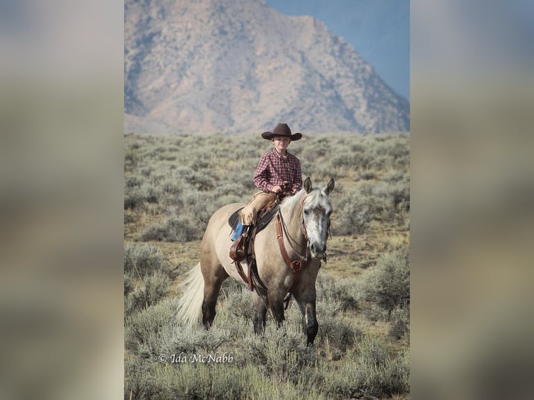 American Quarter Horse Wallach 10 Jahre 152 cm Falbe in Cody, WY