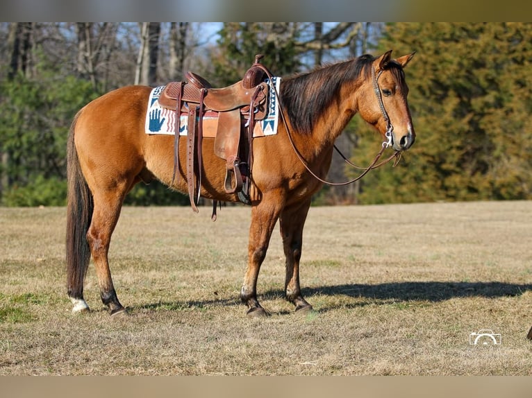 American Quarter Horse Wallach 10 Jahre 152 cm Falbe in Jonestown, PA