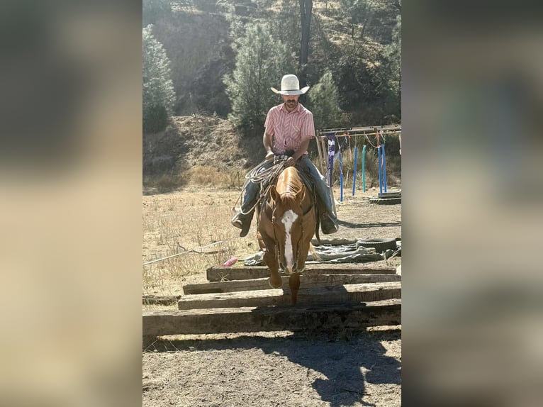 American Quarter Horse Wallach 10 Jahre 152 cm Falbe in Paicines CA