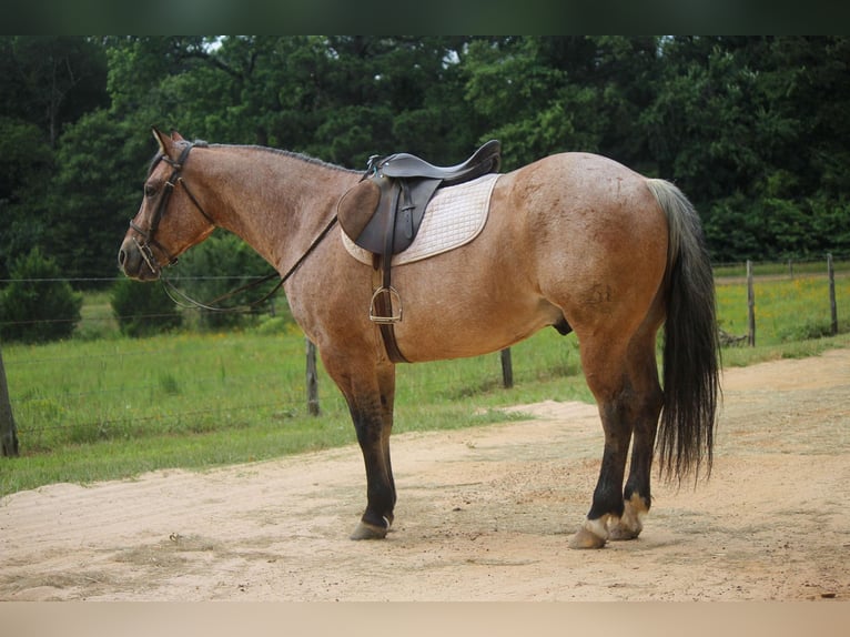 American Quarter Horse Wallach 10 Jahre 152 cm Falbe in Rusk TX