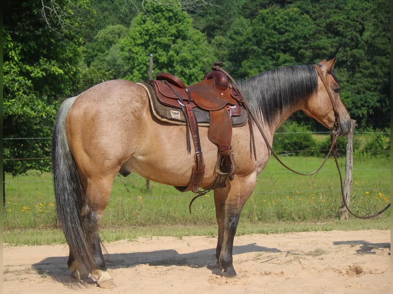 American Quarter Horse Wallach 10 Jahre 152 cm Falbe in Rusk TX