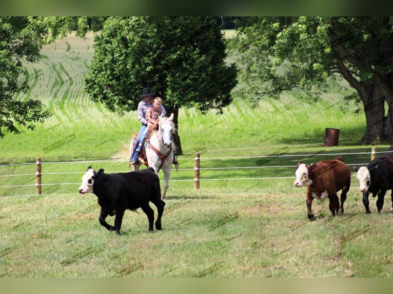 American Quarter Horse Wallach 10 Jahre 152 cm Fliegenschimmel in Clarion, PA