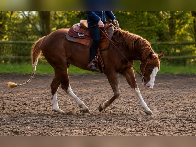 American Quarter Horse Wallach 10 Jahre 152 cm Fuchs in Marl