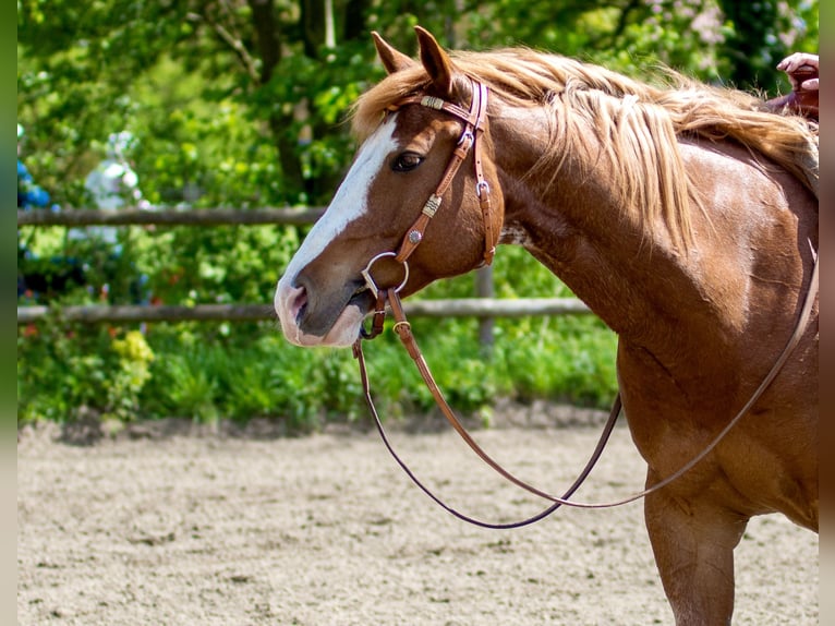 American Quarter Horse Wallach 10 Jahre 152 cm Fuchs in Marl