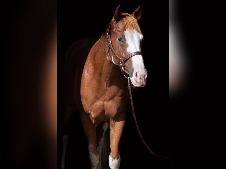 American Quarter Horse Wallach 10 Jahre 152 cm Fuchs in Marl