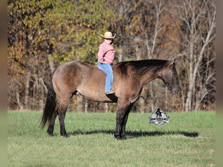 American Quarter Horse Wallach 10 Jahre 152 cm Grullo in Mount Vernon