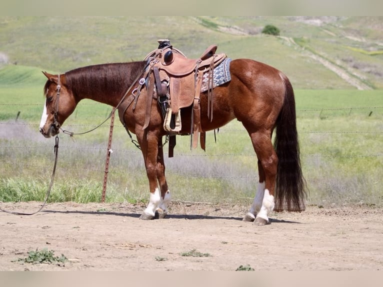 American Quarter Horse Wallach 10 Jahre 152 cm Overo-alle-Farben in Paicines CA