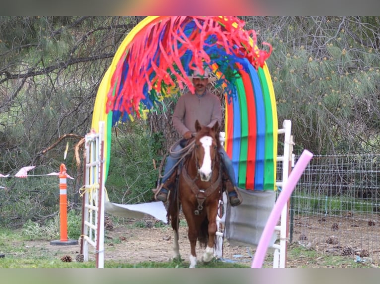 American Quarter Horse Wallach 10 Jahre 152 cm Overo-alle-Farben in Paicines CA