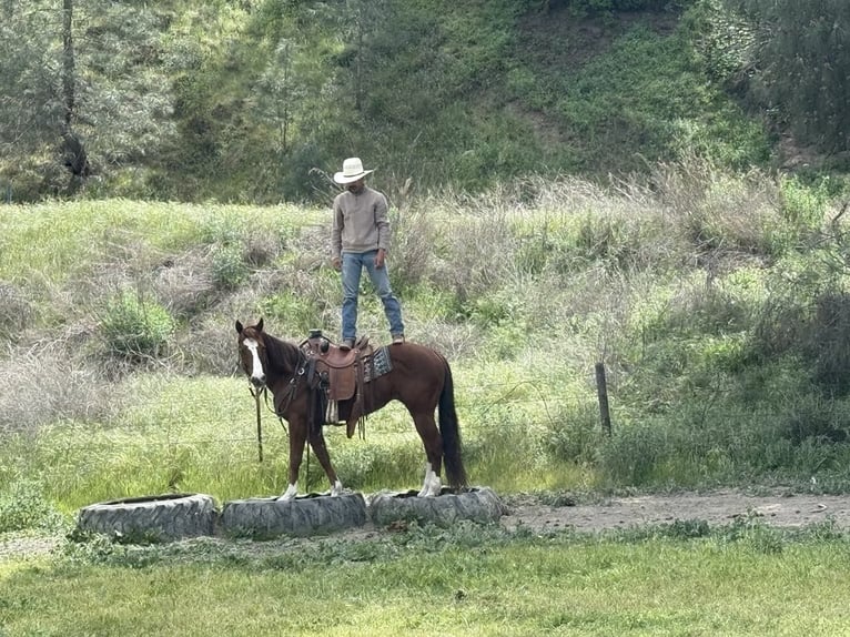 American Quarter Horse Wallach 10 Jahre 152 cm Overo-alle-Farben in Paicines CA