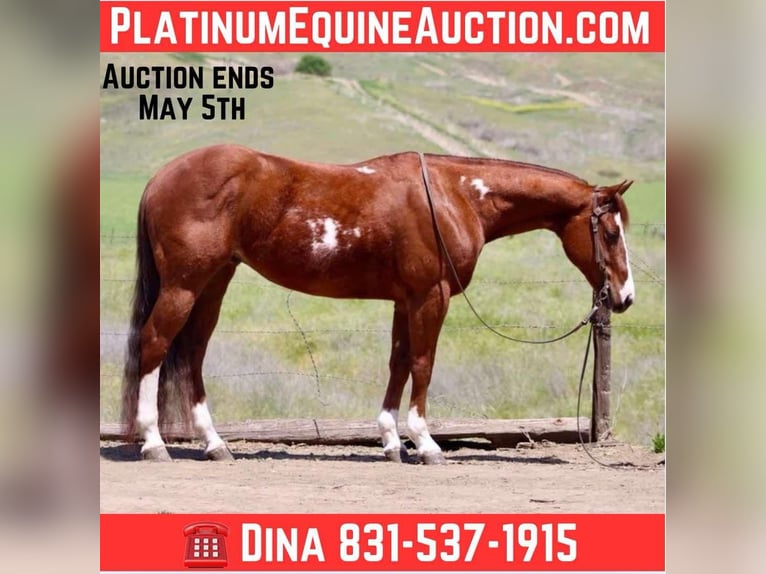 American Quarter Horse Wallach 10 Jahre 152 cm Overo-alle-Farben in Paicines CA