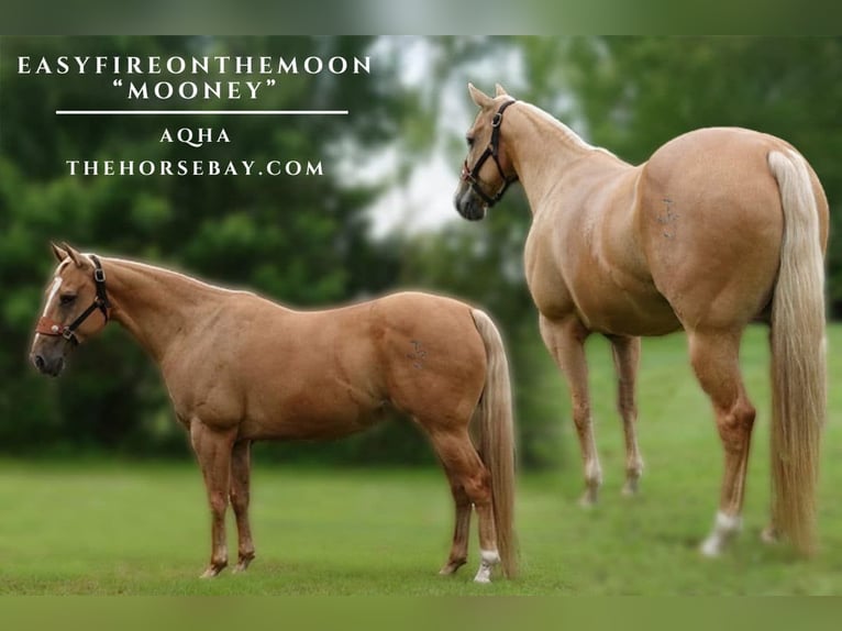 American Quarter Horse Wallach 10 Jahre 152 cm Palomino in Sarasota, FL