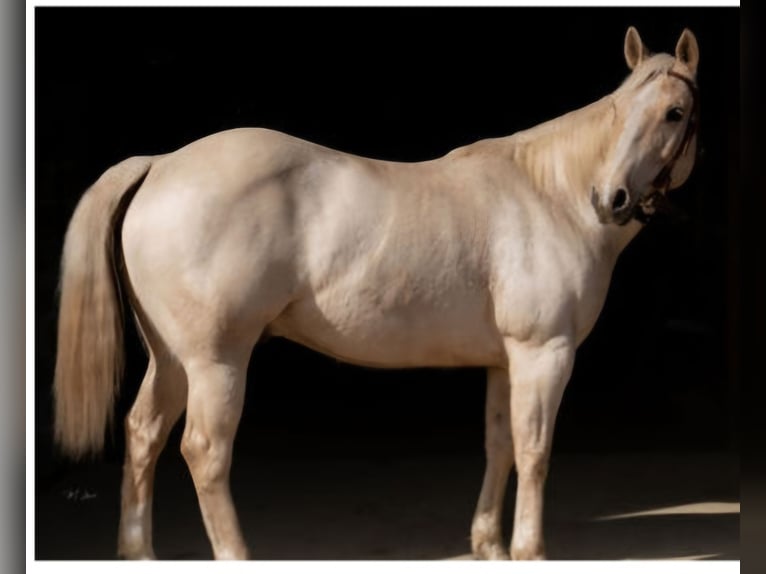 American Quarter Horse Wallach 10 Jahre 152 cm Palomino in Hayden