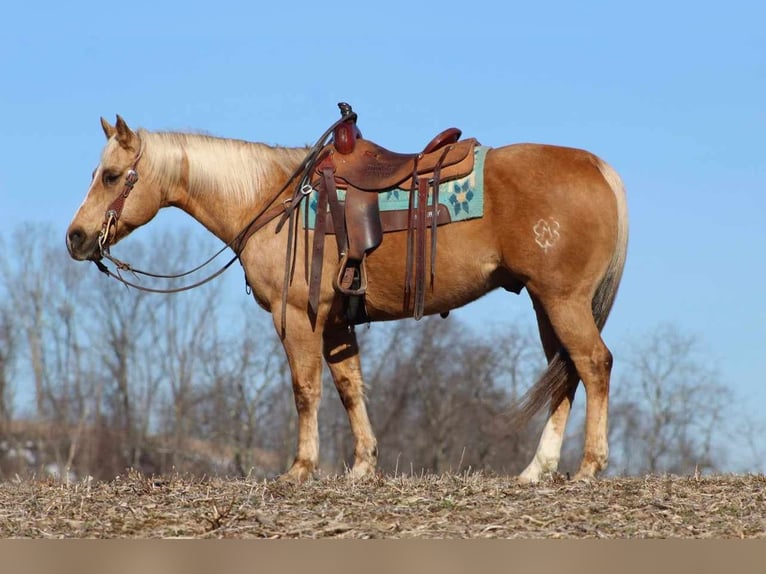 American Quarter Horse Wallach 10 Jahre 152 cm Palomino in Clarion, PA