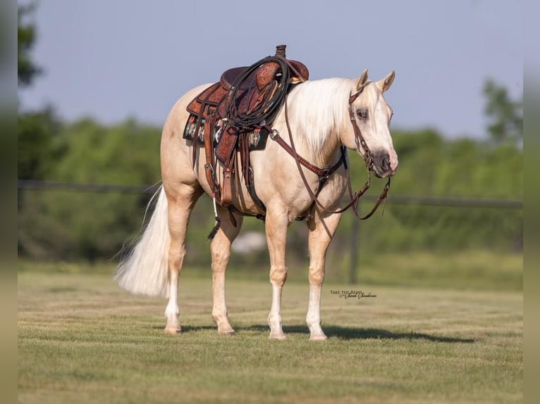 American Quarter Horse Wallach 10 Jahre 152 cm Palomino in Kaufman, TX