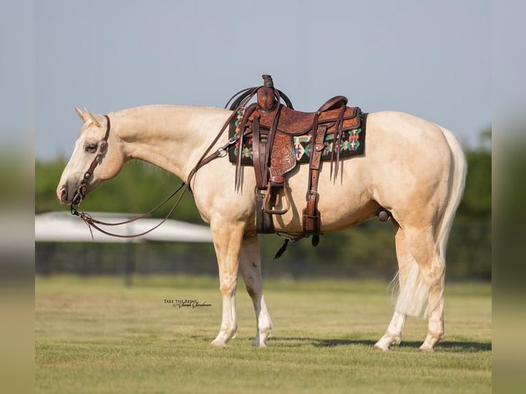 American Quarter Horse Wallach 10 Jahre 152 cm Palomino in Kaufman, TX