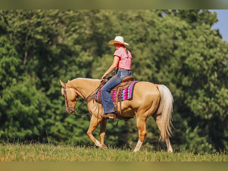 American Quarter Horse Wallach 10 Jahre 152 cm Palomino in Lyles, TN