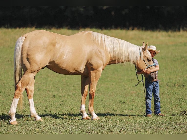 American Quarter Horse Wallach 10 Jahre 152 cm Palomino in Lyles, TN