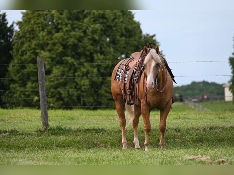 American Quarter Horse Wallach 10 Jahre 152 cm Palomino in Sedalia, MO