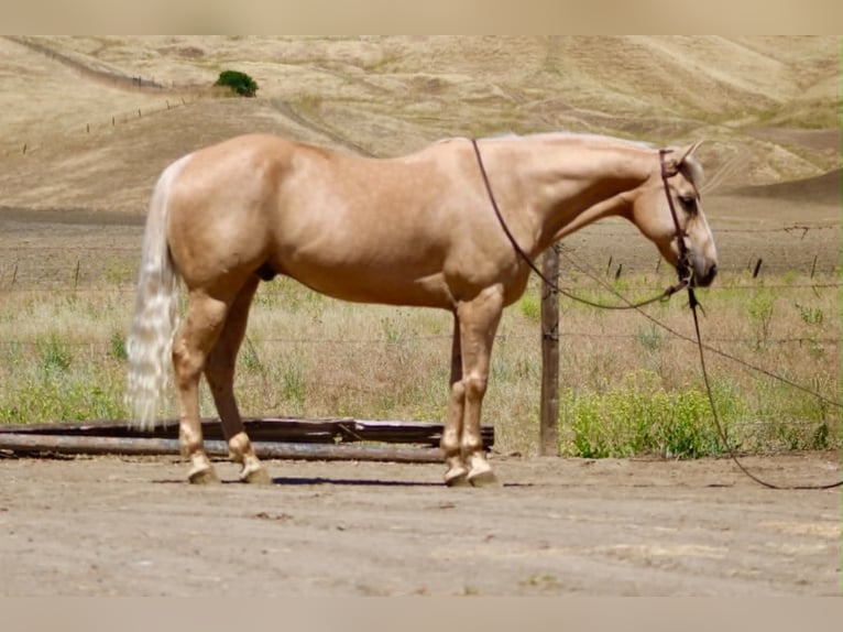 American Quarter Horse Wallach 10 Jahre 152 cm Palomino in Tres Pinos