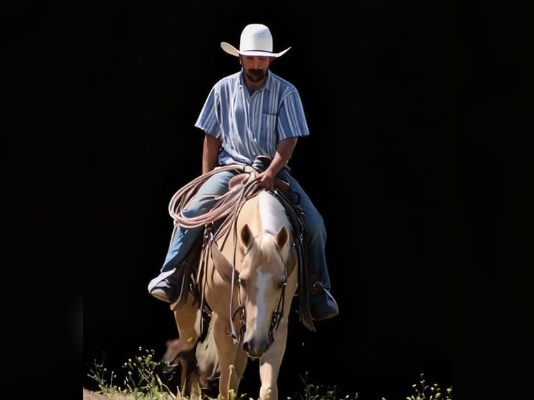 American Quarter Horse Wallach 10 Jahre 152 cm Palomino in Tres Pinos