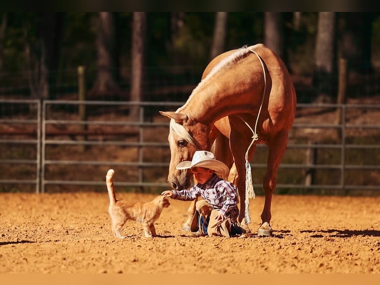 American Quarter Horse Wallach 10 Jahre 152 cm Palomino in Lyles