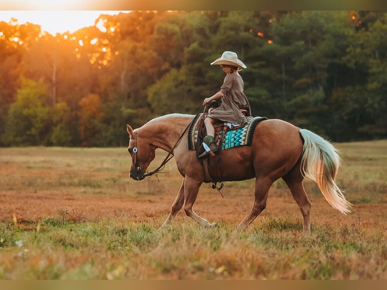 American Quarter Horse Wallach 10 Jahre 152 cm Palomino in Lyles
