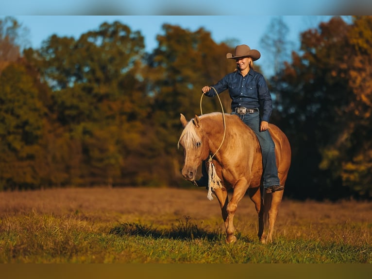 American Quarter Horse Wallach 10 Jahre 152 cm Palomino in Lyles