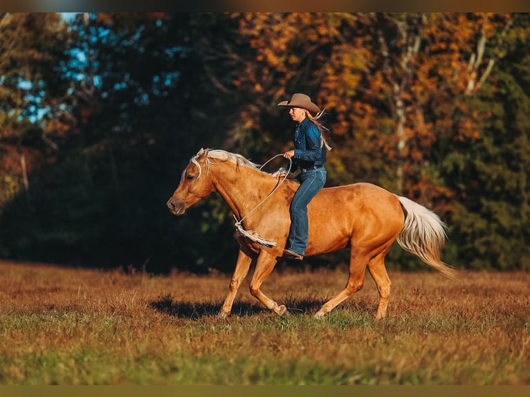 American Quarter Horse Wallach 10 Jahre 152 cm Palomino in Lyles