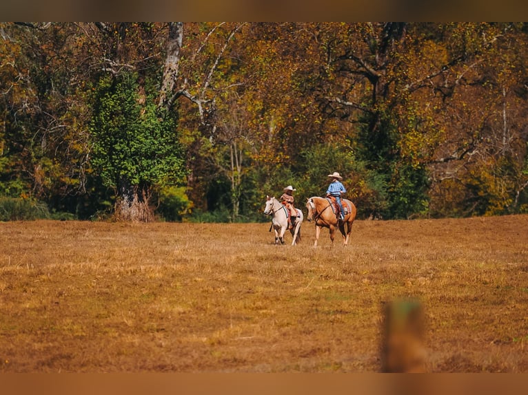 American Quarter Horse Wallach 10 Jahre 152 cm Palomino in Lyles