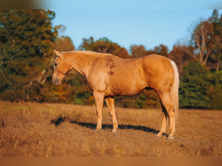 American Quarter Horse Wallach 10 Jahre 152 cm Palomino in Lyles