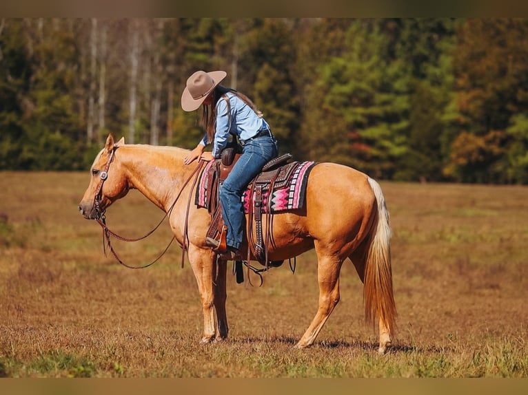 American Quarter Horse Wallach 10 Jahre 152 cm Palomino in Lyles