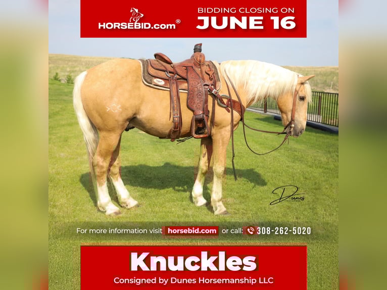 American Quarter Horse Mix Wallach 10 Jahre 152 cm Palomino in Thedford, NE