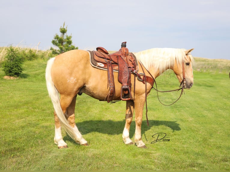 American Quarter Horse Mix Wallach 10 Jahre 152 cm Palomino in Thedford, NE