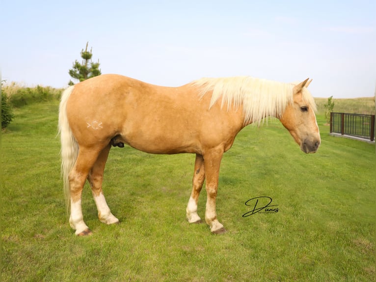 American Quarter Horse Mix Wallach 10 Jahre 152 cm Palomino in Thedford, NE