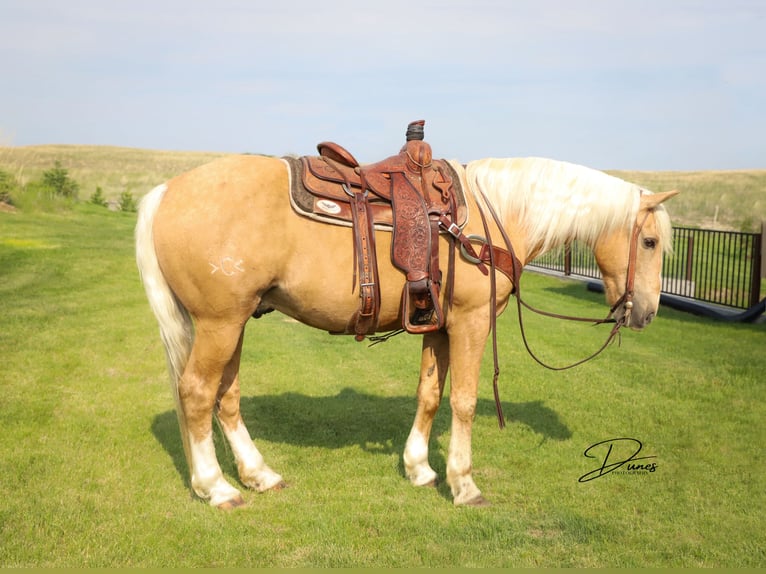 American Quarter Horse Mix Wallach 10 Jahre 152 cm Palomino in Thedford, NE